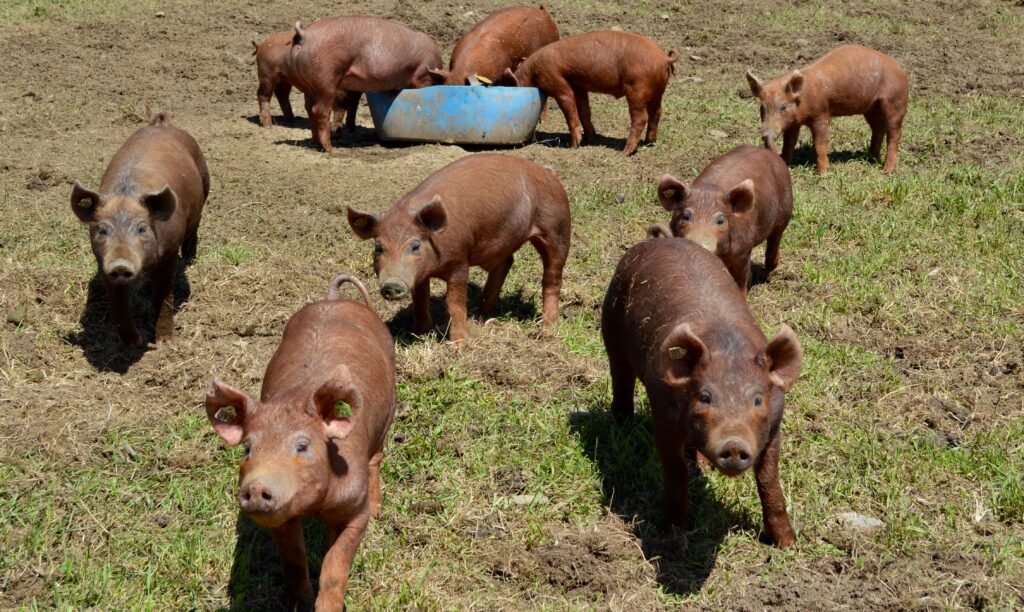 tamworth-organic-pigs