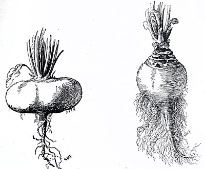 Turnip and rutabaga