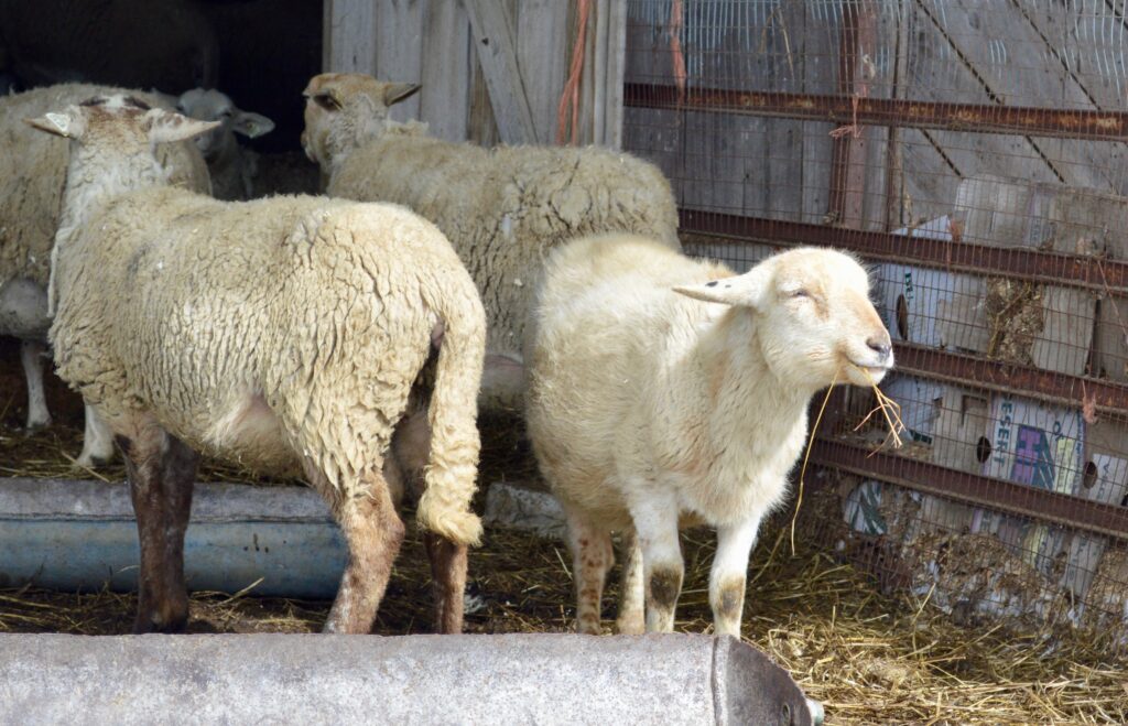 volckhausens-organic-sheep