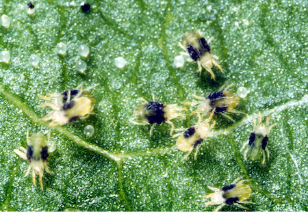 adult two spotted spider mites and eggs