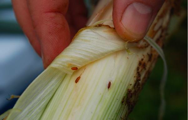 ALM pupae under leaf sheaths near the base of the plant