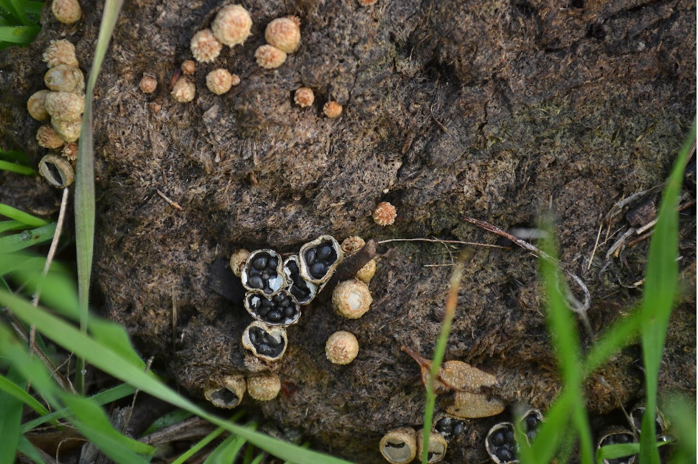 birds nest fungi