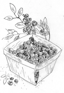 Blueberries in quart container illustration