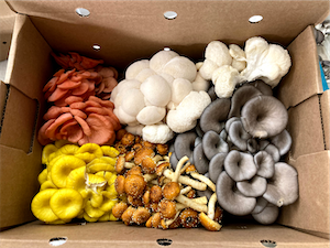 a cardboard box with a colorful mix of five different kinds of specialty mushrooms
