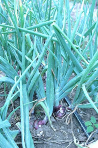 Damage to onion leaves caused by thrips