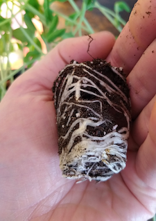 root bound seedling