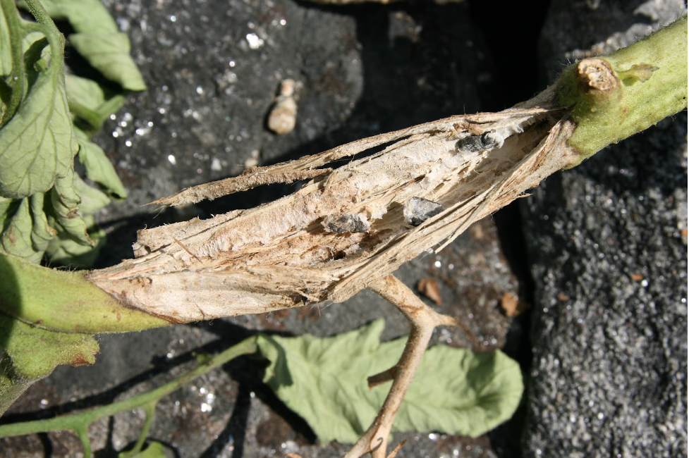 sclerotia of white mold tomato stem