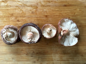 Shiitake Mushroom cap size