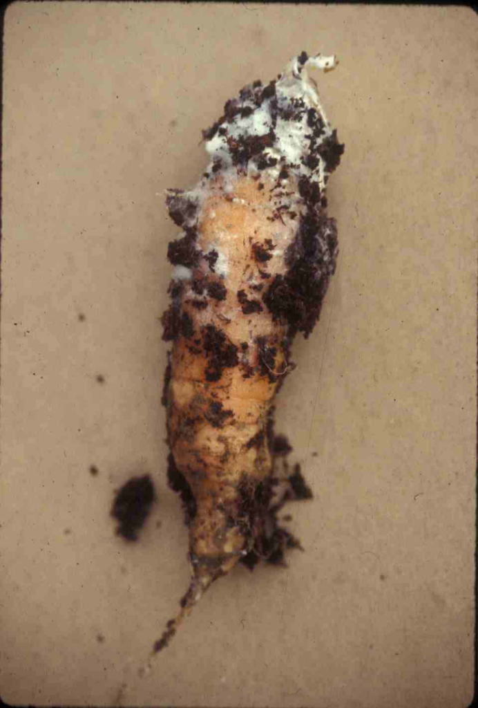 soft cottony rot of carrot white mold infection