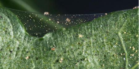 spider mite webbing