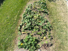 A bed of winter squash growing in a lawn