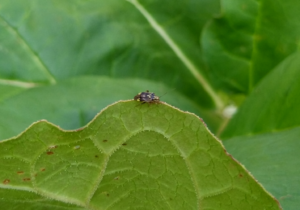 tarnished plant bug