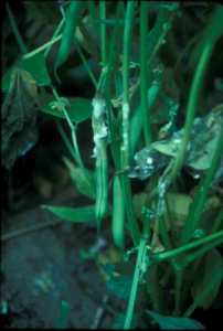 white mold infection green beans